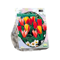 Baltus Tulipa Greigii Mix per 12