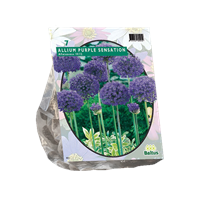 Baltus Allium Aflatunense Purple Sensation per 7