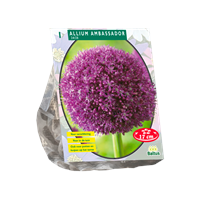 Baltus Allium Ambassador per 1