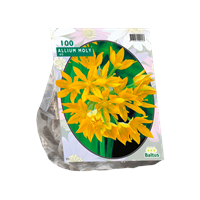 Baltus Allium Moly per 100