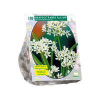 Baltus Allium Neapolitanum per 100