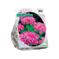 Baltus Allium Oreophilum per 100