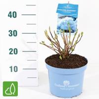 Plantenwinkel.nl Hydrangea Macrophylla "Endless Summer Blue"® boerenhortensia