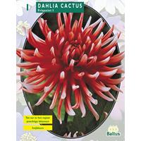 Baltus Dahlia Cactus Friquolet per 1