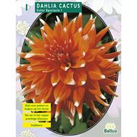 Baltus Dahlia Cactus Colour Spectacle per 1