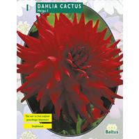 Baltus Dahlia Cactus Helga per 1