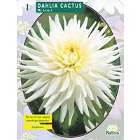 Baltus Dahlia Cactus My Love per 1
