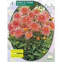 Baltus Dahlia Park Park Princess per 1