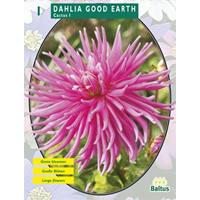 Baltus Dahlia Cactus Good Earth per 1