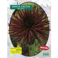 Baltus Dahlia Cactus Nuit d 'Ete per 1
