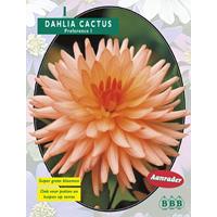Baltus Dahlia Cactus Preference per 1
