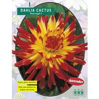 Baltus Dahlia Cactus Vuurvogel per 1