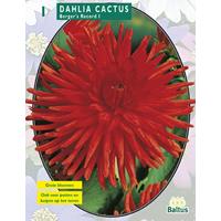 Baltus Dahlia Cactus Berger's Record per 1