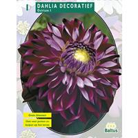 Baltus Dahlia Decoratief Osirium per 1