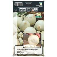 Bloembollen Uien Snowball (per 500 gram) Baltus