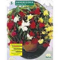 Baltus Begonia Pendula Mix per 5