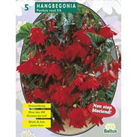 Baltus Begonia Pendula Rood per 5