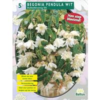 Baltus Begonia Pendula Wit per 5