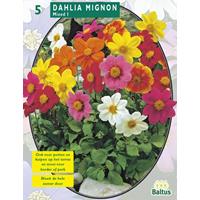 Baltus Dahlia Mignon Mix per 5