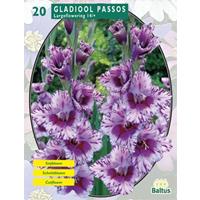 Baltus Gladiolus Passos per 20