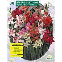 Baltus Gladiolus Nanus per 30