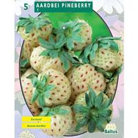 Aardbei Pineberry per 5 Baltus