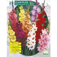 Baltus Gladiolus Gemengd per 25