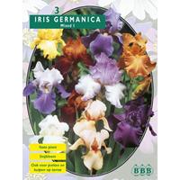 Baltus Iris Germanica Gemengd per 3