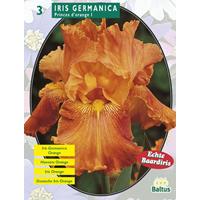 Baltus Iris Germanica Oranje per 3