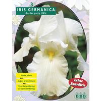 Baltus Iris Germanica Wit per 3