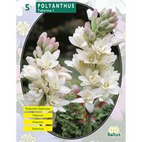 Baltus Polyanthus Tuberosa per 5