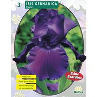 Baltus Iris Germanica Paars per 3
