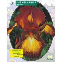Baltus Iris Germanica Geel-Bruin per 3