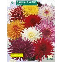 Baltus Dahlia Cactus Mixed per 5