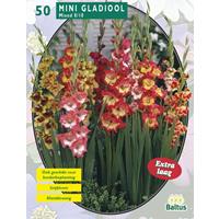 Baltus Gladiolus Miniatuur Gemengd per 50