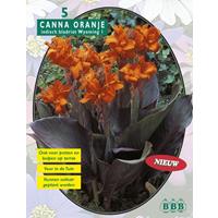 Baltus Canna bruinblad Oranje per 3