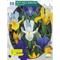Baltus Iris Hollandica per 50