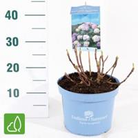 Plantenwinkel.nl Hydrangea Macrophylla "Endless Summer Bloomstar Blue"® boerenhortensia - 25-30 cm - 1 stuks