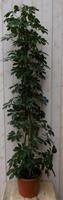 Warentuin Kamerplant Schefflera Vingersboom donkergroen 120 cm
