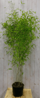 Warentuin Bamboe Fargesia 200 cm