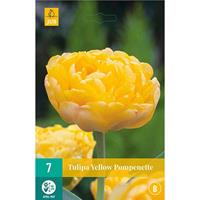 Tulp Yellow Pompenette 7 bollen