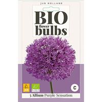 Bio allium purple sensation 5 bollen