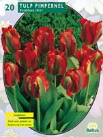 baltus Tulipa Pimpernel, Viridiflora per 20