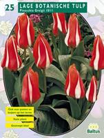 baltus Tulipa Pinocchio, Greiggi per 25