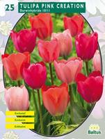 baltus Tulipa Pink Creation per 25