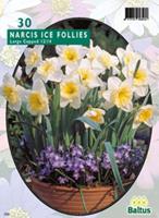 Narcis Ice Follies per 20 bloembollen Baltus