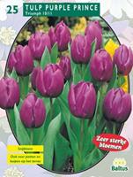 baltus Tulipa Purple Prince, Triumph per 25