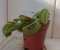 Warentuin Natuurlijk 5 stuks! Vleesetende plant Mascotte Venusvliegenvanger Dionaea mini