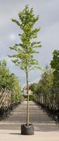 Warentuin Ruwe iep Ulmus glabra h 250 cm st. dia 8 cm