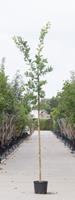 Warentuin Zomereik Quercus robur h 250 cm st. dia 8 cm